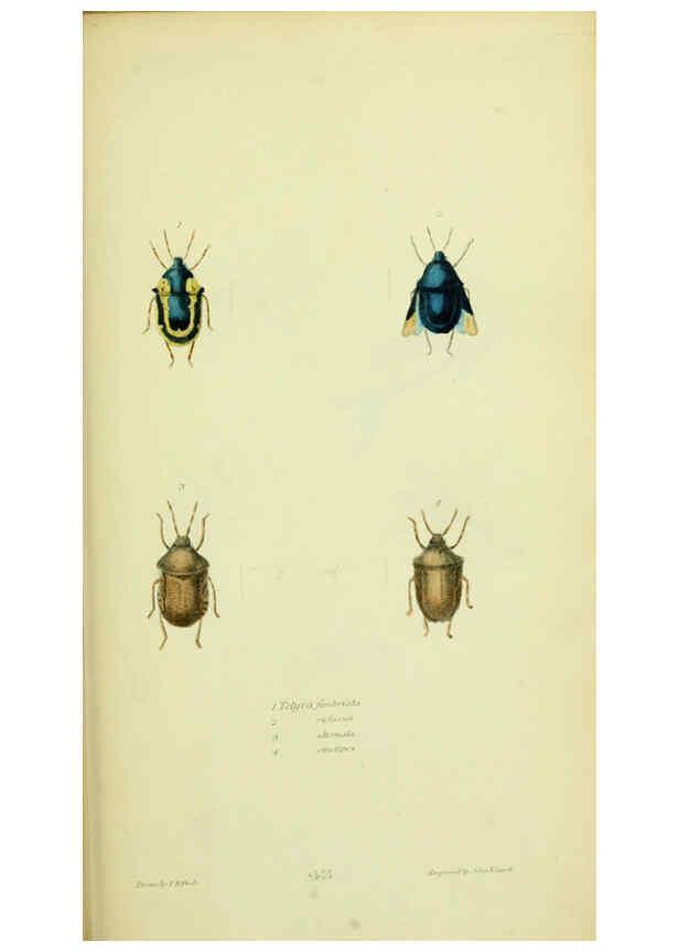 Reproducción/Reproduction 6026588868: American entomology. v.1. Boston :Estes & Lauriat,[1859?] 
