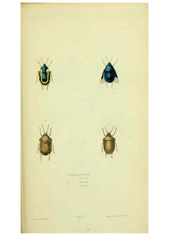 Reproducción/Reproduction 6026588868: American entomology. v.1. Boston :Estes & Lauriat,[1859?] 