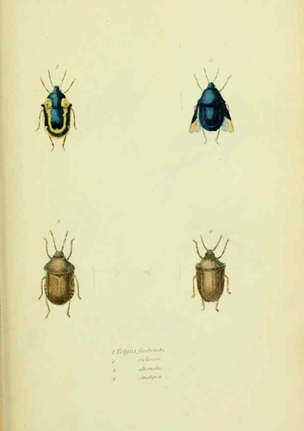 Reproducción/Reproduction 6026588868: American entomology. v.1. Boston :Estes & Lauriat,[1859?] 