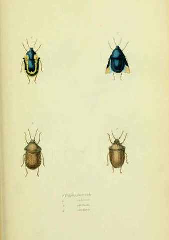 Reproducción/Reproduction 6026588868: American entomology. v.1. Boston :Estes & Lauriat,[1859?] 