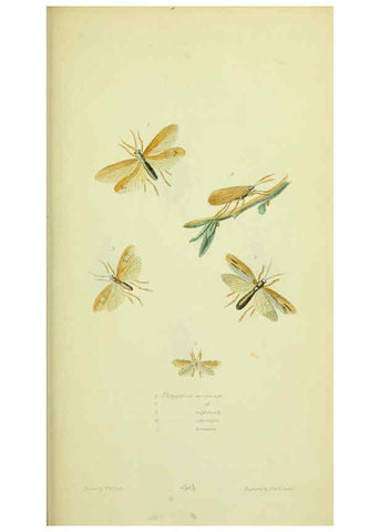 Reproducción/Reproduction 6026589084: American entomology. v.1. Boston :Estes & Lauriat,[1859?] 