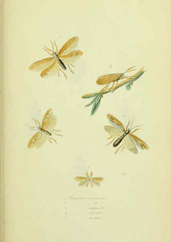 Reproducción/Reproduction 6026589084: American entomology. v.1. Boston :Estes & Lauriat,[1859?] 