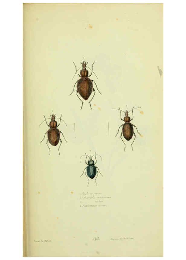 Reproducción/Reproduction 6026034197: American entomology. v.1. Boston :Estes & Lauriat,[1859?] 
