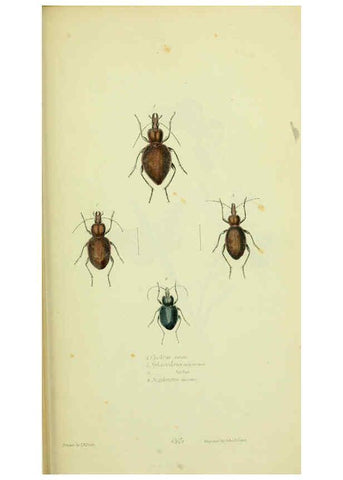 Reproducción/Reproduction 6026034197: American entomology. v.1. Boston :Estes & Lauriat,[1859?] 