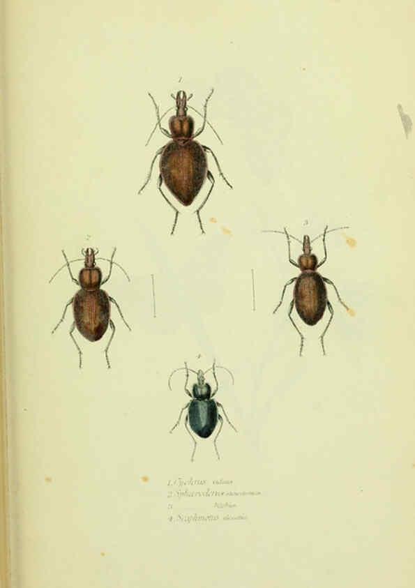 Reproducción/Reproduction 6026034197: American entomology. v.1. Boston :Estes & Lauriat,[1859?] 
