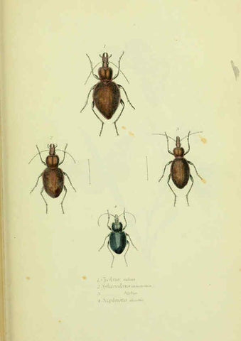 Reproducción/Reproduction 6026034197: American entomology. v.1. Boston :Estes & Lauriat,[1859?] 