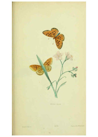 Reproducción/Reproduction 6026034527: American entomology. v.1. Boston :Estes & Lauriat,[1859?] 