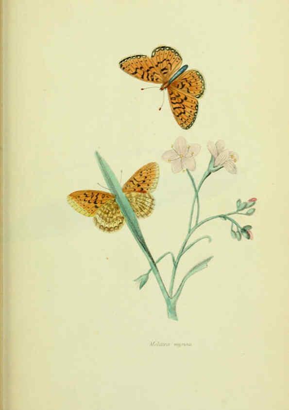 Reproducción/Reproduction 6026034527: American entomology. v.1. Boston :Estes & Lauriat,[1859?] 