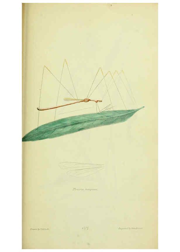 Reproducción/Reproduction 6026589994: American entomology. v.1. Boston :Estes & Lauriat,[1859?] 