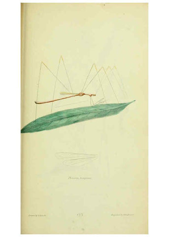Reproducción/Reproduction 6026589994: American entomology. v.1. Boston :Estes & Lauriat,[1859?] 