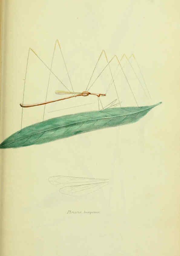 Reproducción/Reproduction 6026589994: American entomology. v.1. Boston :Estes & Lauriat,[1859?] 