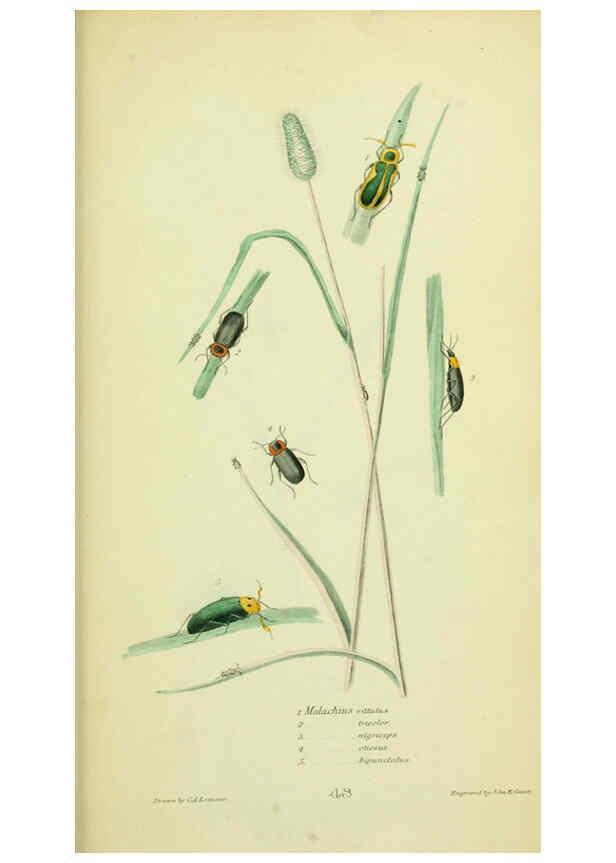 Reproducción/Reproduction 6026035037: American entomology. v.1. Boston :Estes & Lauriat,[1859?] 