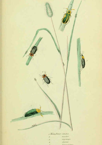 Reproducción/Reproduction 6026035037: American entomology. v.1. Boston :Estes & Lauriat,[1859?] 