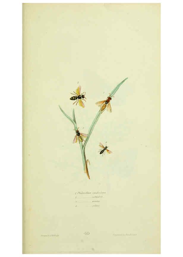 Reproducción/Reproduction 6026590734: American entomology. v.1. Boston :Estes & Lauriat,[1859?] 