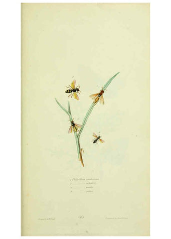 Reproducción/Reproduction 6026590734: American entomology. v.1. Boston :Estes & Lauriat,[1859?] 