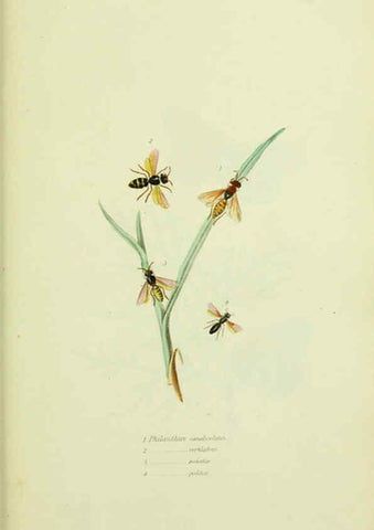 Reproducción/Reproduction 6026590734: American entomology. v.1. Boston :Estes & Lauriat,[1859?] 