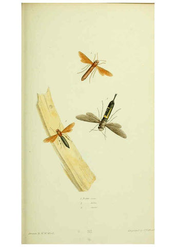 Reproducción/Reproduction 6026585606: American entomology. v.1. Boston :Estes & Lauriat,[1859?] 