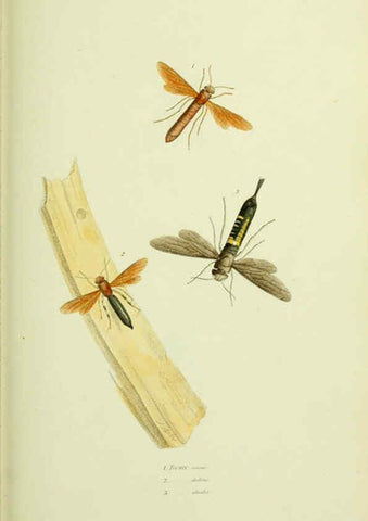 Reproducción/Reproduction 6026585606: American entomology. v.1. Boston :Estes & Lauriat,[1859?] 