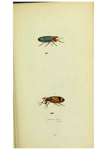 Reproducción/Reproduction 6026023523: American entomology. v.1. Boston :Estes & Lauriat,[1859?] 