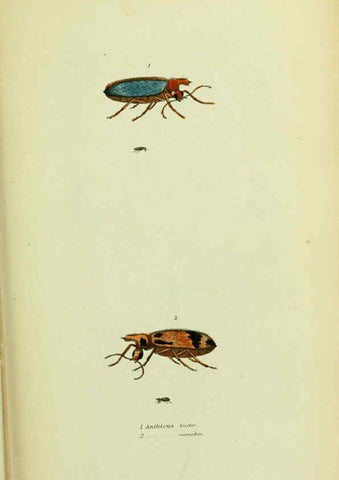 Reproducción/Reproduction 6026023523: American entomology. v.1. Boston :Estes & Lauriat,[1859?] 