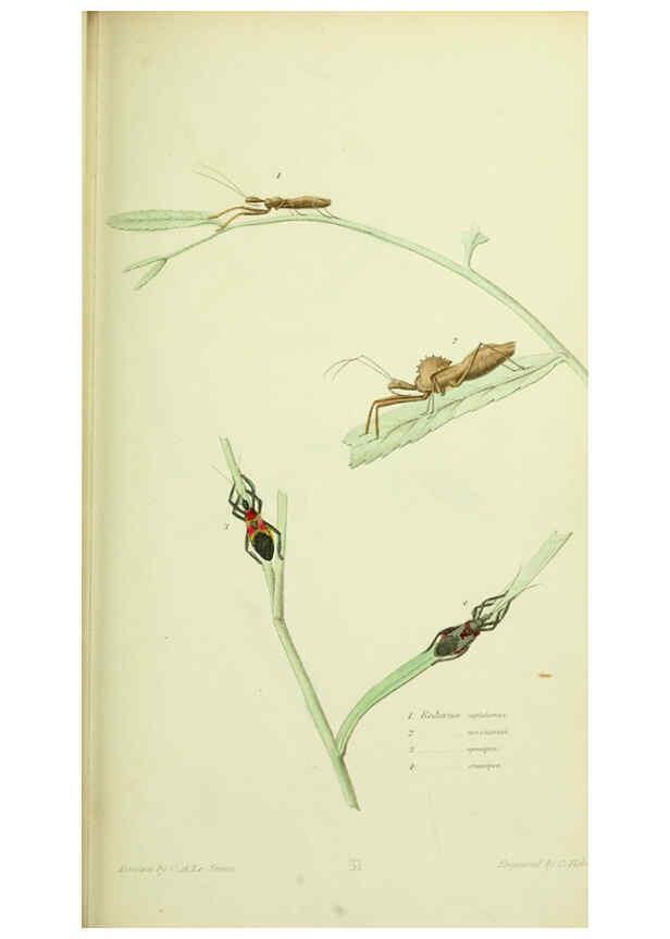 Reproducción/Reproduction 6026585294: American entomology. v.1. Boston :Estes & Lauriat,[1859?] 