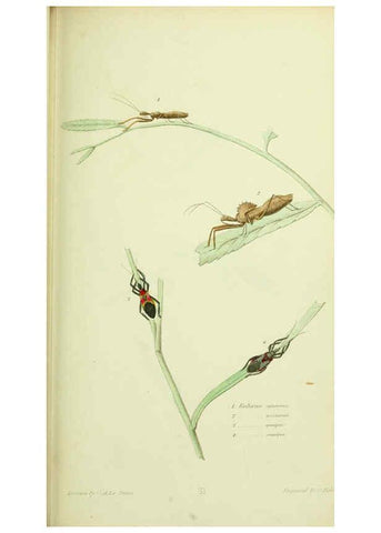 Reproducción/Reproduction 6026585294: American entomology. v.1. Boston :Estes & Lauriat,[1859?] 