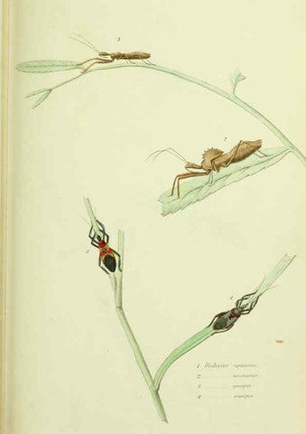 Reproducción/Reproduction 6026585294: American entomology. v.1. Boston :Estes & Lauriat,[1859?] 
