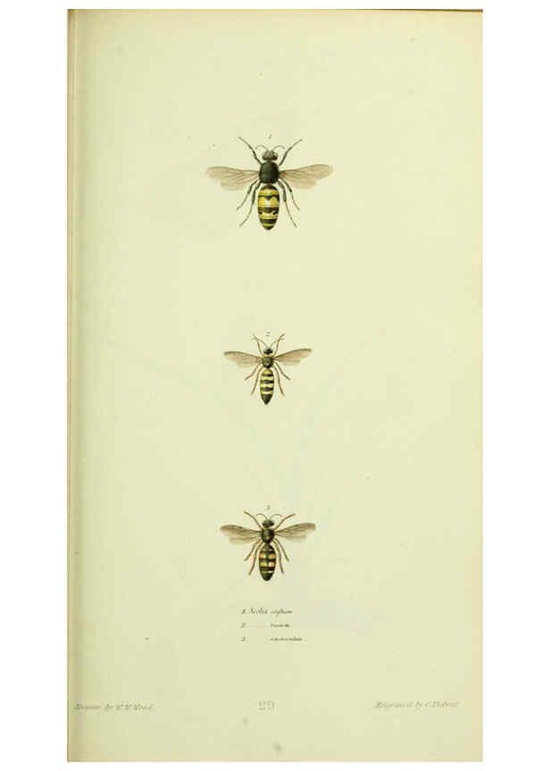 Reproducción/Reproduction 6026584572: American entomology. v.1. Boston :Estes & Lauriat,[1859?] 