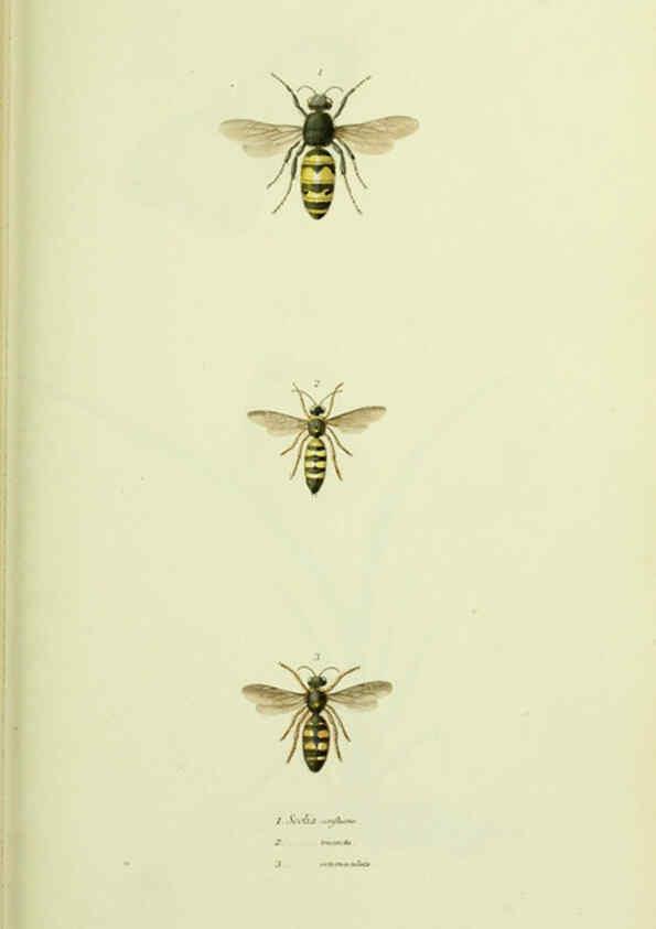 Reproducción/Reproduction 6026584572: American entomology. v.1. Boston :Estes & Lauriat,[1859?] 