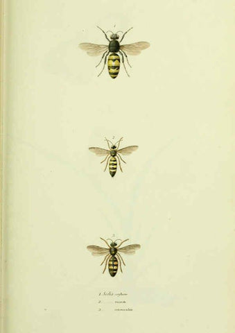 Reproducción/Reproduction 6026584572: American entomology. v.1. Boston :Estes & Lauriat,[1859?] 