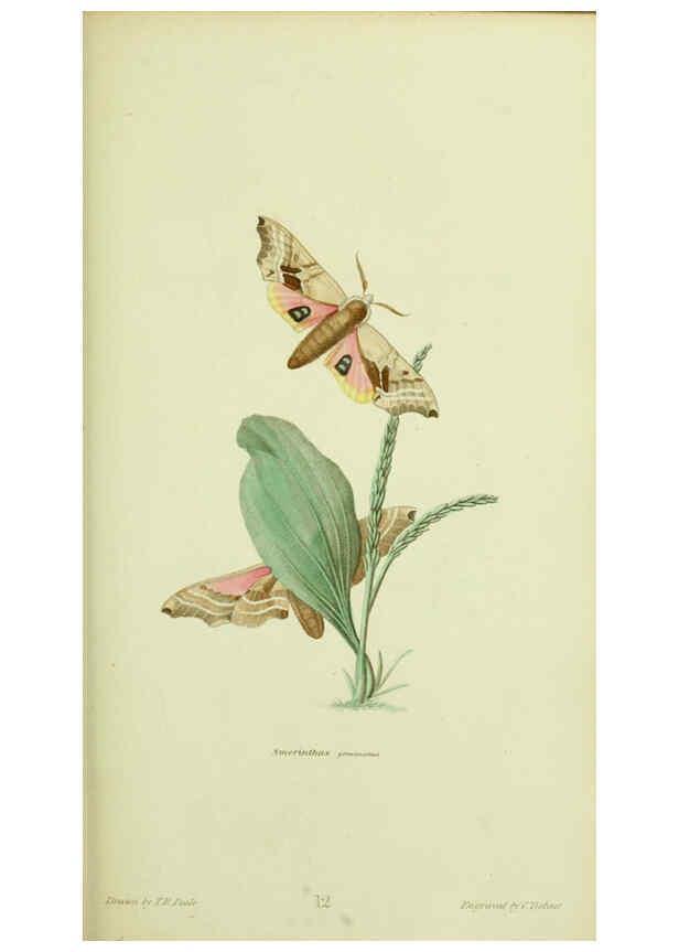 Reproducción/Reproduction 6026024109: American entomology. v.1. Boston :Estes & Lauriat,[1859?] 