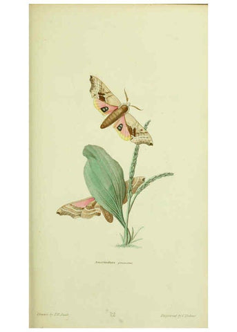 Reproducción/Reproduction 6026024109: American entomology. v.1. Boston :Estes & Lauriat,[1859?] 