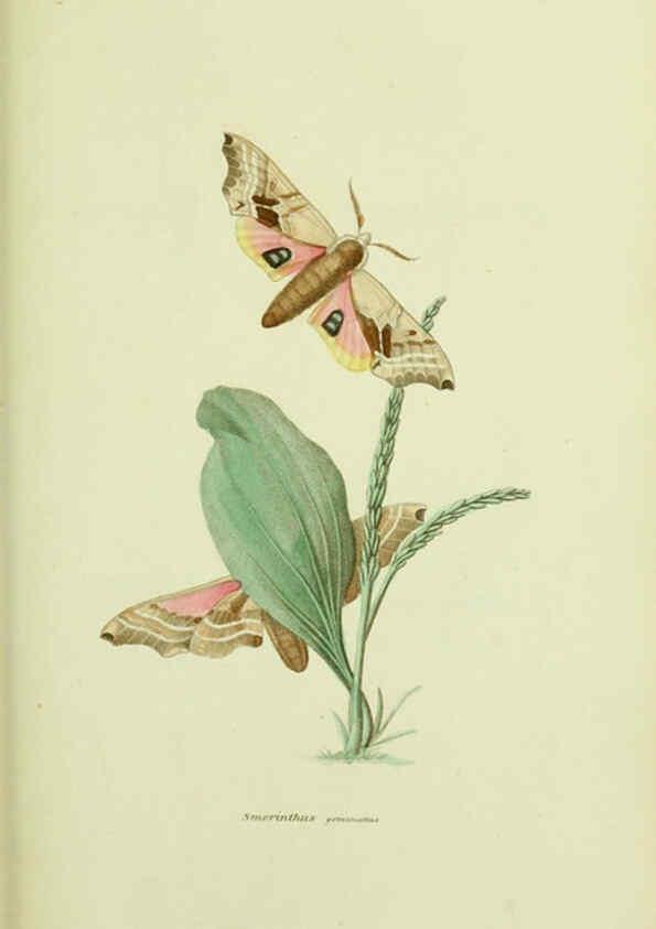 Reproducción/Reproduction 6026024109: American entomology. v.1. Boston :Estes & Lauriat,[1859?] 