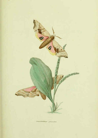 Reproducción/Reproduction 6026024109: American entomology. v.1. Boston :Estes & Lauriat,[1859?] 