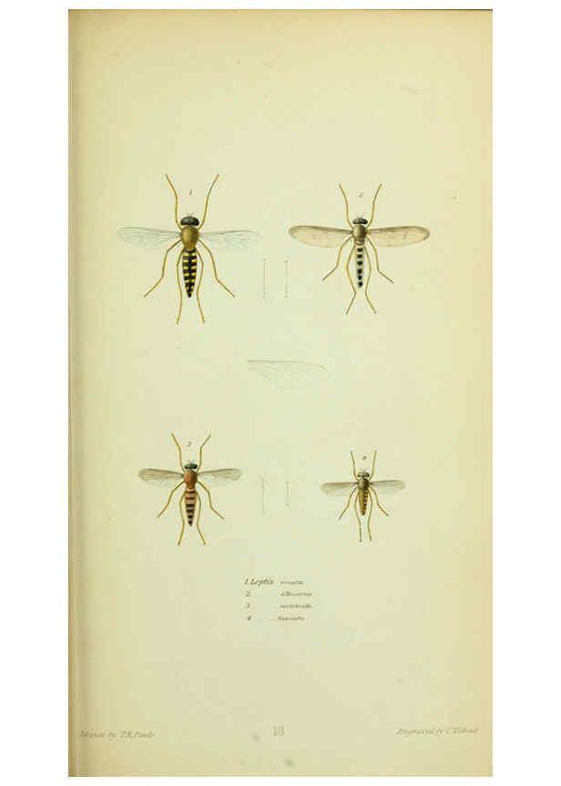Reproducción/Reproduction 6026024419: American entomology. v.1. Boston :Estes & Lauriat,[1859?] 