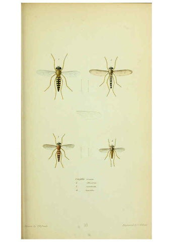 Reproducción/Reproduction 6026024419: American entomology. v.1. Boston :Estes & Lauriat,[1859?] 