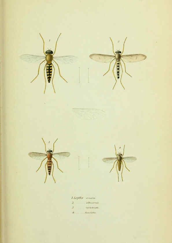 Reproducción/Reproduction 6026024419: American entomology. v.1. Boston :Estes & Lauriat,[1859?] 