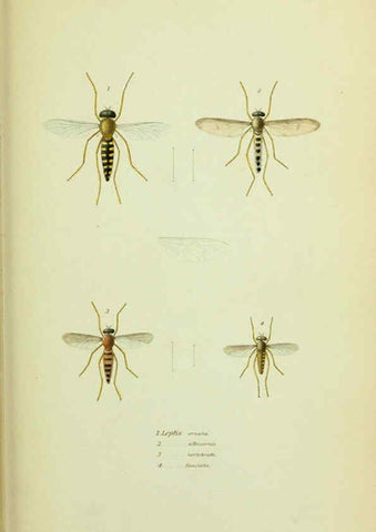 Reproducción/Reproduction 6026024419: American entomology. v.1. Boston :Estes & Lauriat,[1859?] 