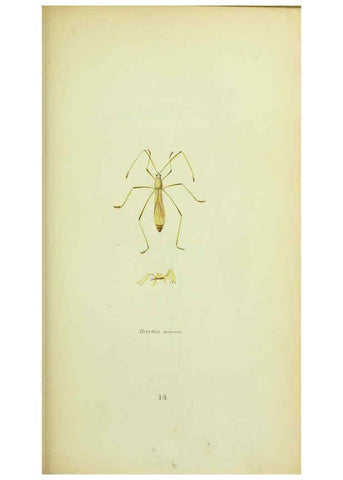 Reproducción/Reproduction 6026579794: American entomology. v.1. Boston :Estes & Lauriat,[1859?] 