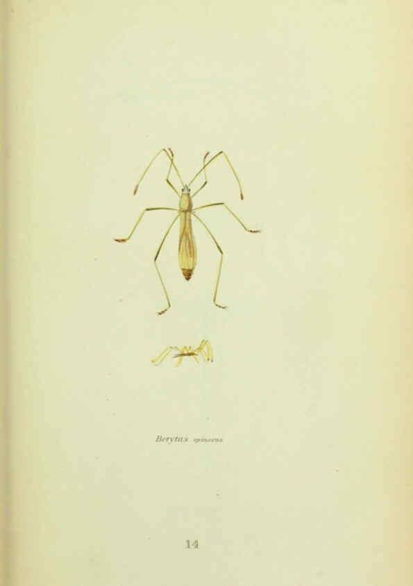 Reproducción/Reproduction 6026579794: American entomology. v.1. Boston :Estes & Lauriat,[1859?] 