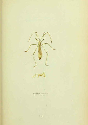 Reproducción/Reproduction 6026579794: American entomology. v.1. Boston :Estes & Lauriat,[1859?] 