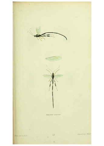 Reproducción/Reproduction 6026025069: American entomology. v.1. Boston :Estes & Lauriat,[1859?] 