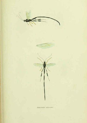 Reproducción/Reproduction 6026025069: American entomology. v.1. Boston :Estes & Lauriat,[1859?] 