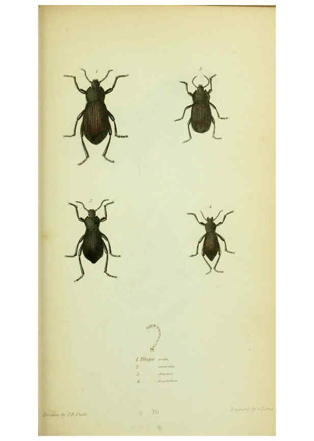 Reproducción/Reproduction 6026580382: American entomology. v.1. Boston :Estes & Lauriat,[1859?] 
