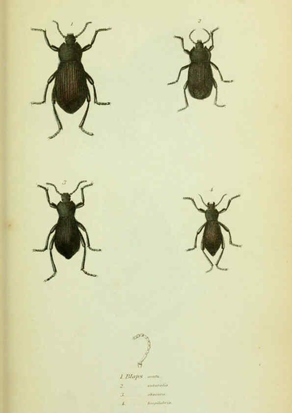 Reproducción/Reproduction 6026580382: American entomology. v.1. Boston :Estes & Lauriat,[1859?] 