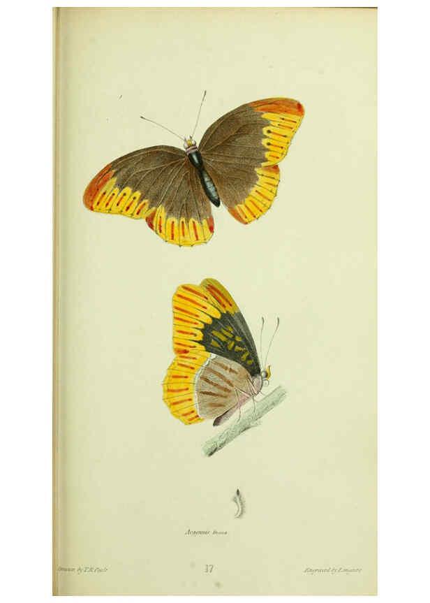 Reproducción/Reproduction 6026025935: American entomology. v.1. Boston :Estes & Lauriat,[1859?] 