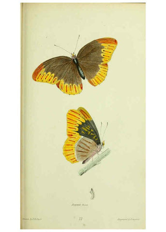 Reproducción/Reproduction 6026025935: American entomology. v.1. Boston :Estes & Lauriat,[1859?] 