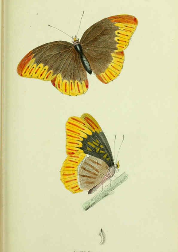 Reproducción/Reproduction 6026025935: American entomology. v.1. Boston :Estes & Lauriat,[1859?] 