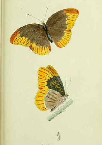 Reproducción/Reproduction 6026025935: American entomology. v.1. Boston :Estes & Lauriat,[1859?] 