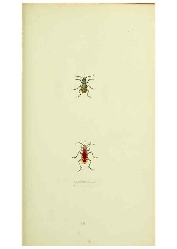 Reproducción/Reproduction 6026026255: American entomology. v.1. Boston :Estes & Lauriat,[1859?] 